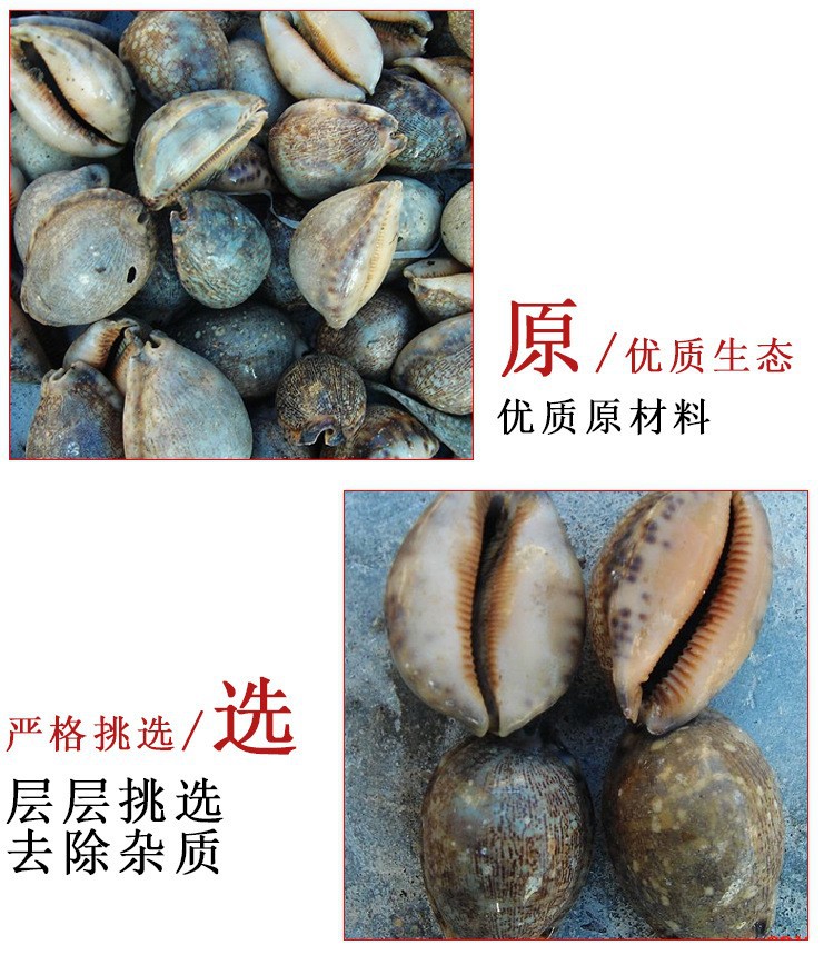 Zi Bei Chi (Concha Mauritiae) — Dried Purple Cowrie Shell Pieces, Traditional Mineral Herb key features