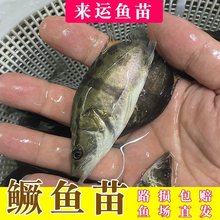 大桂花鱼苗淡水观赏鱼桂鱼苗斑鳜鱼苗活鱼4-12CM鲈鱼苗翘嘴鳜鱼苗