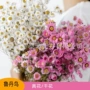 云南拍摄摄影桌面干花