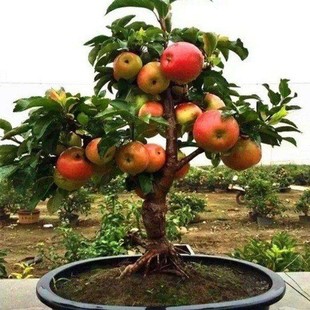 �����O�������Ե��Ԏ����޽��ϱ����Nֲ�t��ʿ�辰���箔��Y����