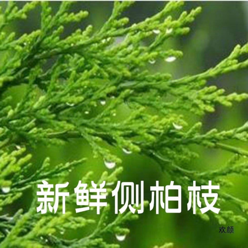 侧柏叶包邮野生5斤中药材乌发生发侧伯扁柏叶新鲜侧柏叶防脱生发-阿里巴巴