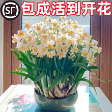 �ذ�ˮ�ɻ��N��ˮ�B�����ﶬ�_����ֲ���҃Ȼ��Gֲˮ����B������