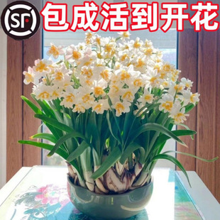 �ذ�ˮ�ɻ��N��ˮ�B�����ﶬ�_����ֲ���҃Ȼ��Gֲˮ����B������