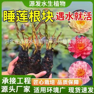 ˯ɏˮ��ֲ������༾�_�������ɻ�ź�Nɏ�����K��ɏ����ˮ���l