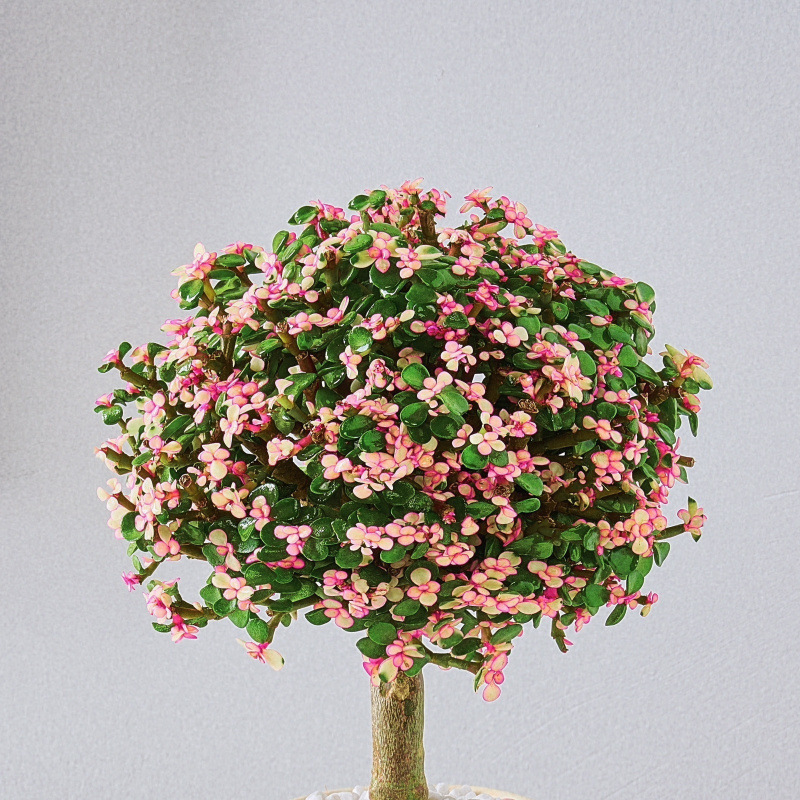 황금가지와 옥잎 + 간이플라스틱 화분(원래 화분과 흙)