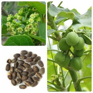 �N���鯂��N����ľ�N�����L��N�� ͩ�͘�N����Դ����͘� ��ľ