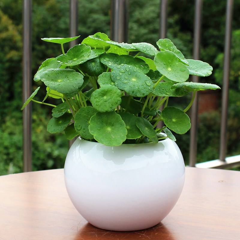 铜钱草草籽种子大叶子水养种种籽水培植物花卉招财盆栽室内常绿