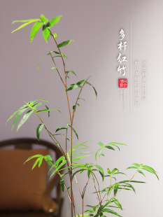 红竹红观音竹苔藓球水培植物办公室绿植室内桌面盆栽客厅茶室竹子-阿里巴巴
