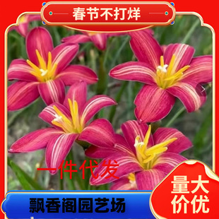 һ�����l�L���m�N�����l�ذ��ɫ���@�G�������̷Nֲ���m��������