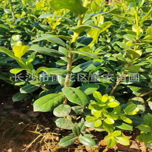 ���l�o���۹�С�� �G��������ɫ�K�o���۹ǵ��� ������������