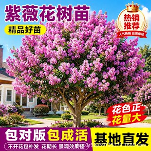 ��ޱ����G���t����ޱ����ռt����t�����ޱ��������ޱ�������l