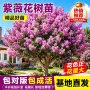 美国绿化基地紫薇紫薇苗