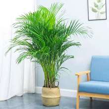 散尾葵大型绿植盆栽客厅办公室内花卉富贵椰子加湿绿植净化空气