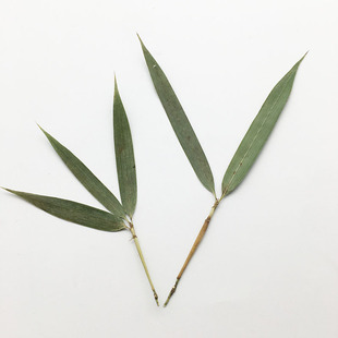 Bamboo Leaves Blossom Dried Flowers diy Bookmark Table Lamp Children's Empressing Painting Kindergarten Plant Sticker Material Dried Flowers Specimen
