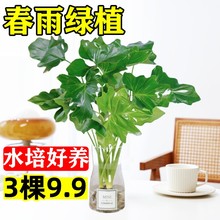 春雨绿植盆栽花卉植物室内易养活龟背竹无土纯羽水培植物室内好养