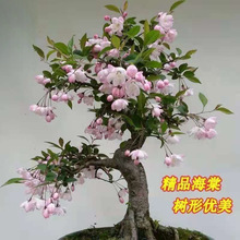 �ͺ����Ļ�����ͥԺ�̨�҃��⻨�ܾGֲ�ļ��_�������ȫ����