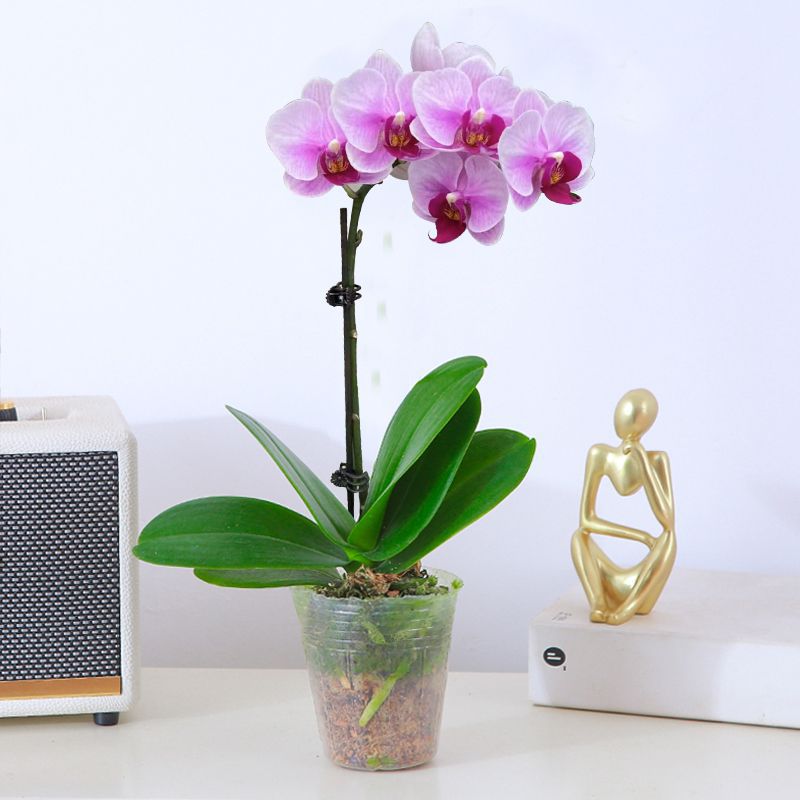 orquídea mariposa con brotes de flores planta en maceta sala de estar orquídea planta de interior flores en todas las estaciones buena para alimentar dendrobium orquídea planta verde image 16