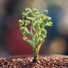 多肉弹簧草宽叶弹簧草宽弹对版属多肉植物块根球根稀有品种