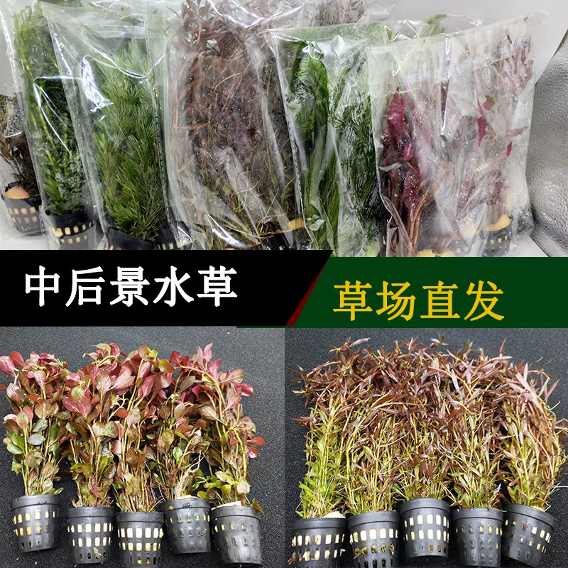 Есть стебли в траве аквариум пейзаж украшения красный сосновый хвост дворец Фиолетовый Красный Сирень жить оптом