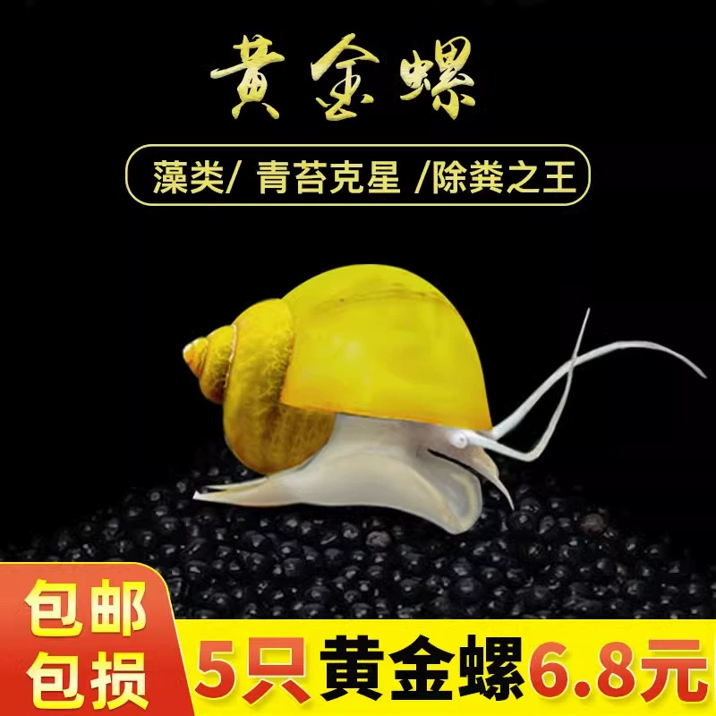 Декоративный улитка, улитка, удаляющая водоросли, черная алмазная улитка, яблочная улитка, золотая улитка, улитка для домашних животных, улитка-инструмент для поедания фекалий, улитка для чистки аквариума