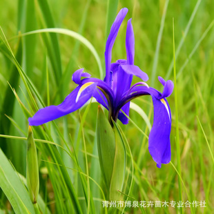 Malan Cup Seedlings Qingzhou Base Supplies Perennial Ground Cover Seedlings Large Supply Multi-Bud Malin Greening Plants