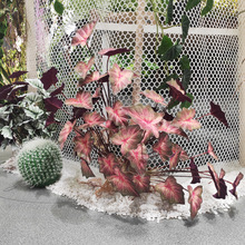 ~ ^~ ͹ɫb쾰СGֲ ˮGֲ~