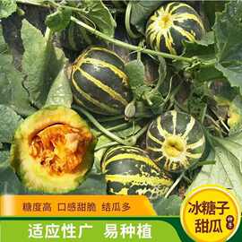 冰糖子甜瓜种籽大全甜脆瓜香瓜籽薄皮高甜瓜种子春夏甜瓜种孑