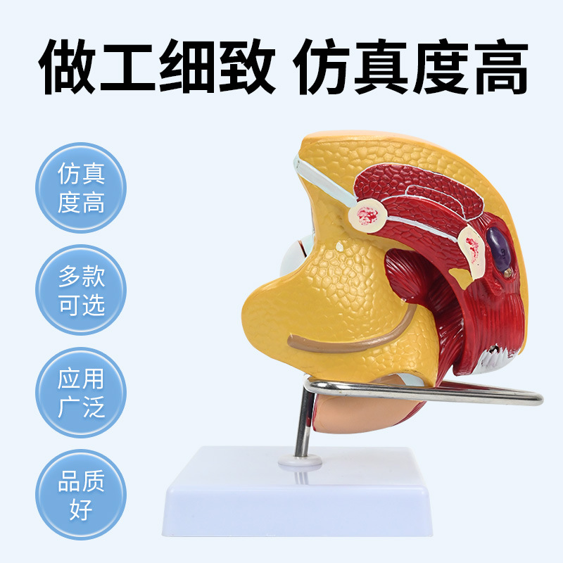 ��Ů��ֳϵͳģ�� ҽԺ������ϵͳ��ѧģ�� ʸ״�������ٽ���ģ��