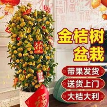 ��ۘ����Ԏ����ļ����ӽ��Ә���ֲ��͏d�҃ȴ��;Gֲ�ͶY������