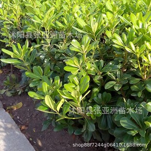 ��ͩ�����ļ�������ζ���㺣ͩ��ֲ��G�h�ʺ�ͩ����ͥԺ�G����ľ