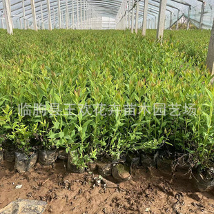 �ۻ��������ձ������Ո@�ֹ��@�G�����h���������~�����՘���