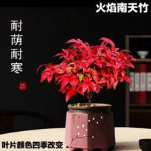 火焰南天竹盆栽庭院造景室内阳台观叶植物四季变换颜色耐寒好养活