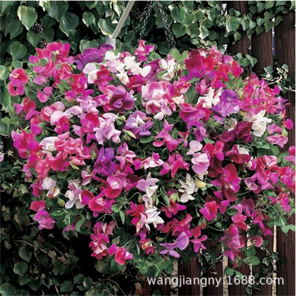 花卉波斯菊种子百日草硫华菊野花组合格桑花金鸡菊兰草花种子