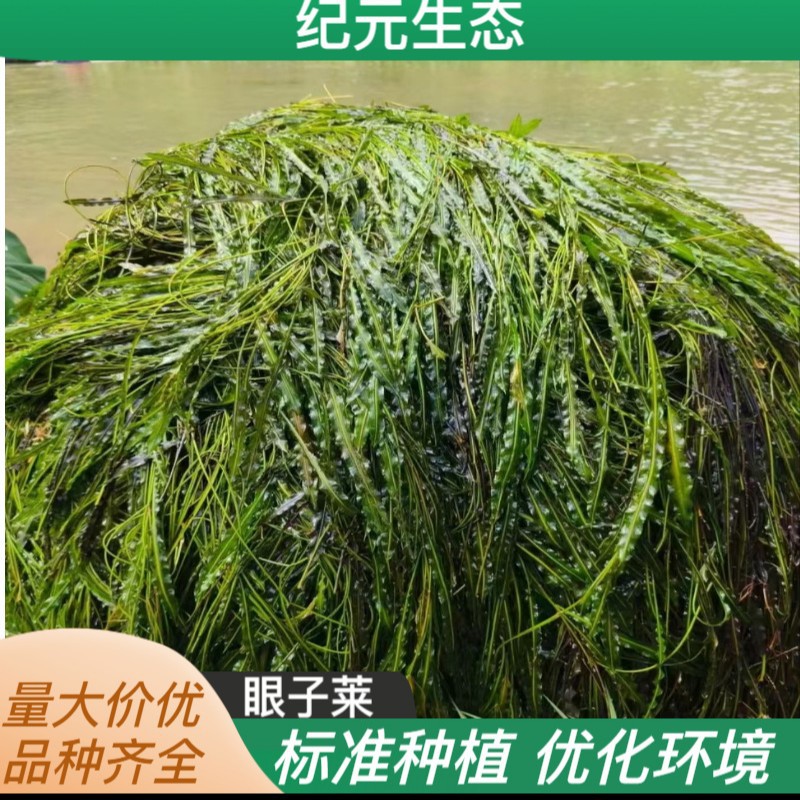 Malaysian eye vegetable ecological environment and breeding aquatic…