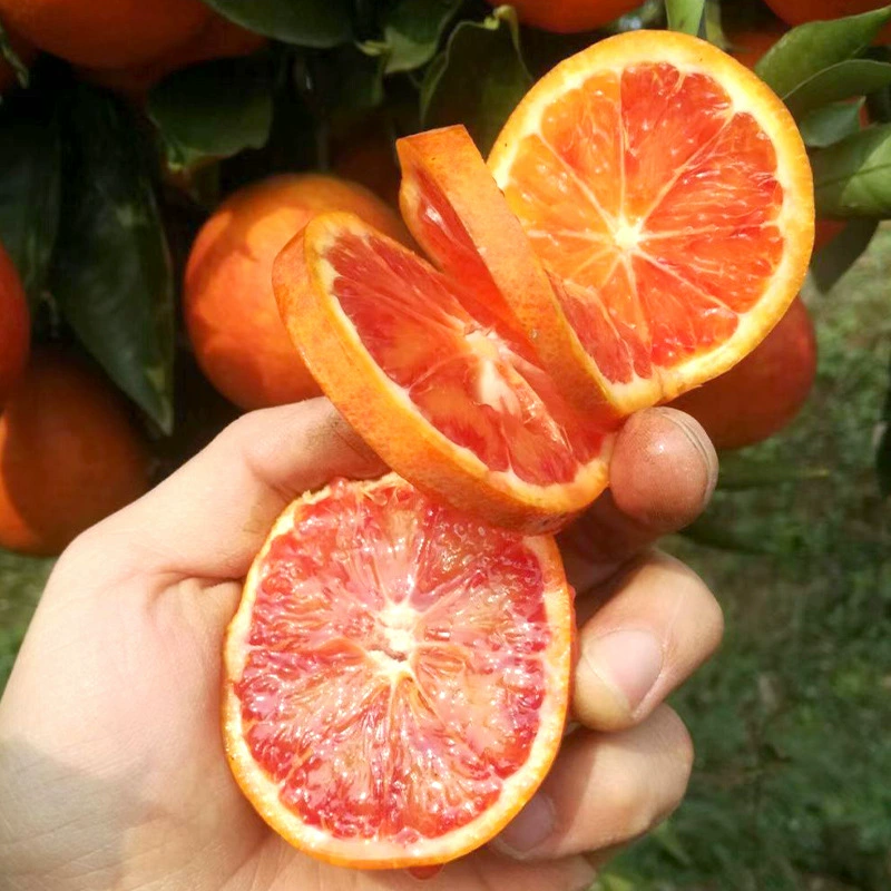 Tarocaceae крови оранжевые саженцы плодовых деревьев прививки тароковых оранжевые саженцы красная плоть пупка оранжевые саженцы Розовая кровь оранжевые саженцы