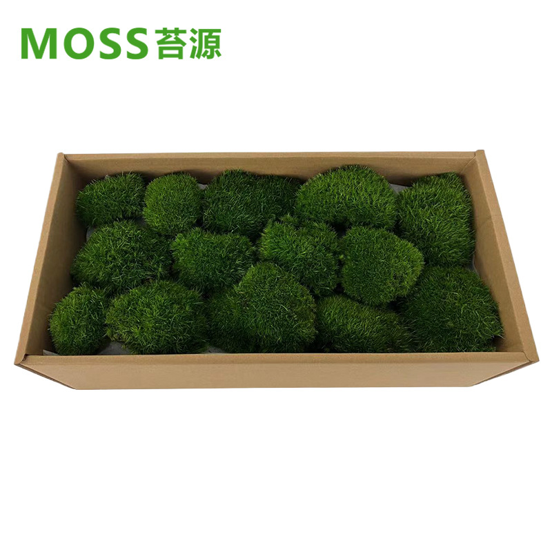 Musgo inmortal pelo blanco musgo gris grande planta verde pared flor seca Fondo pared planta pared musgo fuente