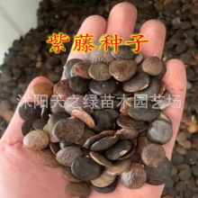 ���ٷN�Ӷ໨���ٷN�����Ե��Ԙ�N����ֲ�ﴹ�����N����ľ�N����