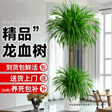 大型龙血树客厅绿植室内感龙须树树苗多头老桩植物大盆栽盆景