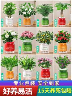 Green Radish, Spider Plant, Succulent Money Tree, Flower Potted Plant, Small Green Plant in the Office, Hydroponic Formaldehyde, Easy to Maintain and Absorb