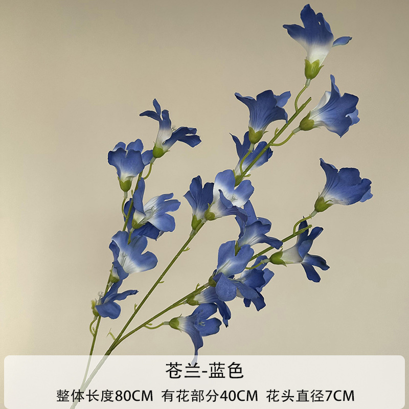 프리지아