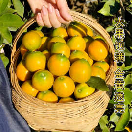 金桔四季桔盆栽带果年宵花室内外橘子可食用阳台室内客厅招财植物