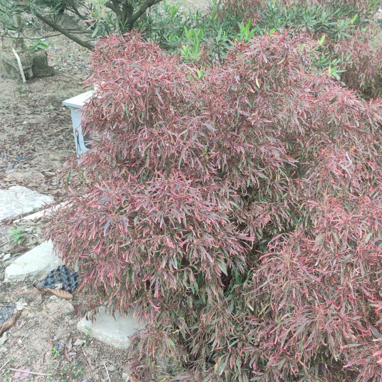 2312 Питомник база поставляет тонкие листья красного шелковицы