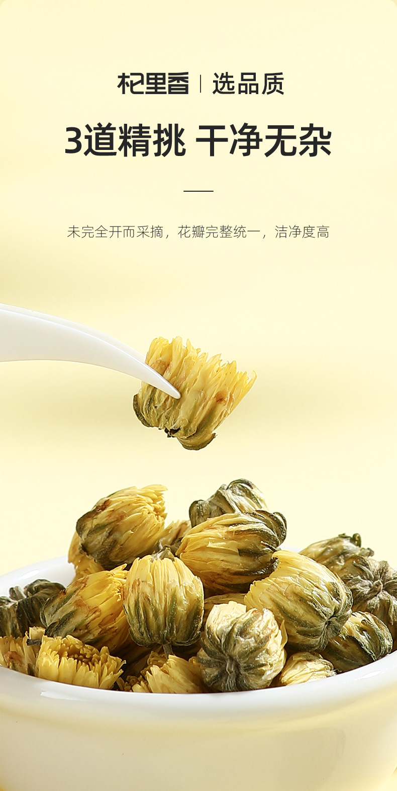 Tongxiang First Harvest Fetal Chrysanthemum Tea Buds Dried Flower Tea 40g Can quality and texture