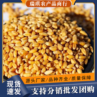 С����ʳ�ÿɰlѿ����ѿ�ǼZ����؈�ݷN������׎�Ƥ����ѿ����