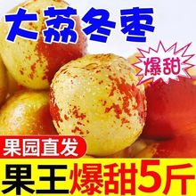 陕西大荔冬枣脆甜好吃新鲜水果冬枣大枣鲜枣子包邮