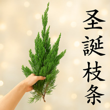 ��Ȼ����֦�r�ɘ�֦����}�Q��֦�b��h�ڒ��ֹ�diy���ɹ���֦