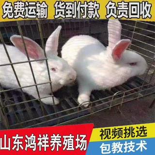 鸿祥肉兔养殖场现货促销优质新西兰兔种兔活体肉兔批发价格多少钱