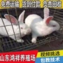 促销多少活体肉兔
