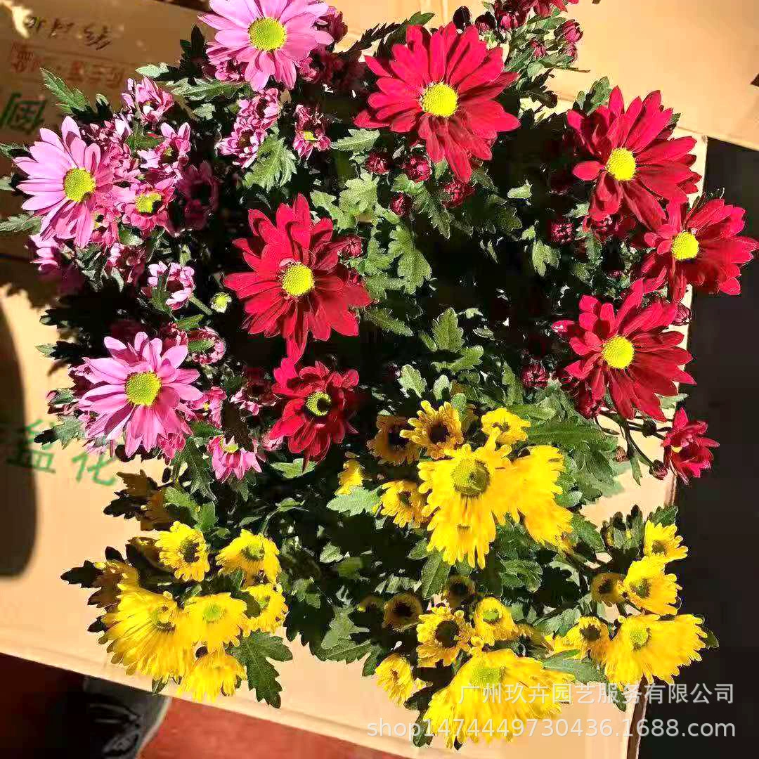 Цвет цветок хризантемы растение цветок в горшке Дом Офис сад цветок зеленое растение