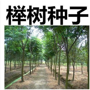 �²əΘ�N�� С���� ���� �י� Ѫ�� ����ηN�Ӽt�Θ���ľ�N��